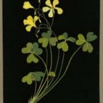 Explore Hundreds of Exquisite Botanical Collages Created by an 18th-Century Septuagenarian Artist